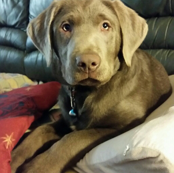 Meet your Posher, Elizabeth - Picture 3 of 6